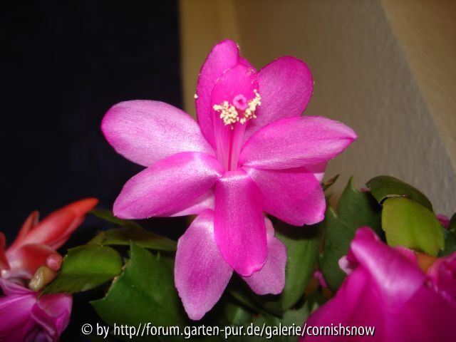 Schlumbergera - pink