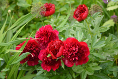 Päonie Red Charm