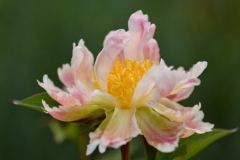 Päonie Green Lotus