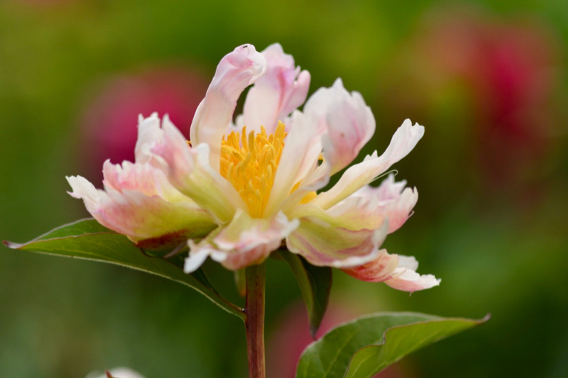 nochmal Green Lotus
