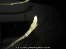 Magnolia 'Susan' - Winterknospe