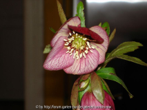 Helleborus orientalis - geadert