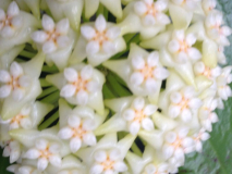 Hoya pottsii sp. 'Chiang Mai' Blüte