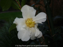 Camellia sasanqua 'Setsugekka'