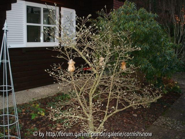 Magnolia stellata - RZ I