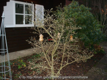 Magnolia stellata - RZ I