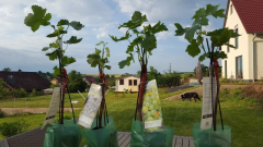 Aldi-Weinreben