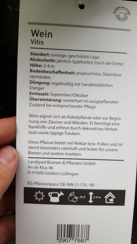 Aldi-Weinreben - Pflanzenpass