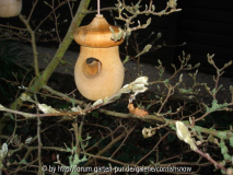 Magnolia stellata - RZ III