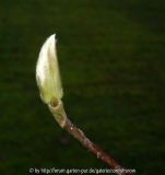 Magnolia 'Manchu Fan' - Winterknospe