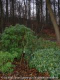 Magnolia 'Lennei Alba' - Habitus 2006