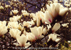 Magnolia 'Manchu Fan'- 2001 bei Sir Pete