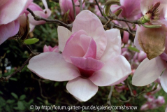 Magnolia 'Peter Smithers' - 2002 Brissag