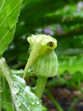 Arisaema flavum