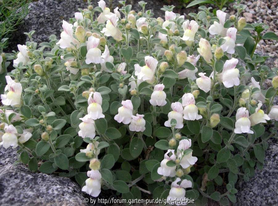 Antirrhinum hispanicum