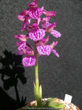 Anacamptis morio x papilonacea grandiflora