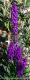Dactylorhiza-Hybriden