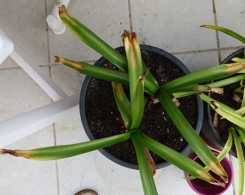 Amaryllis