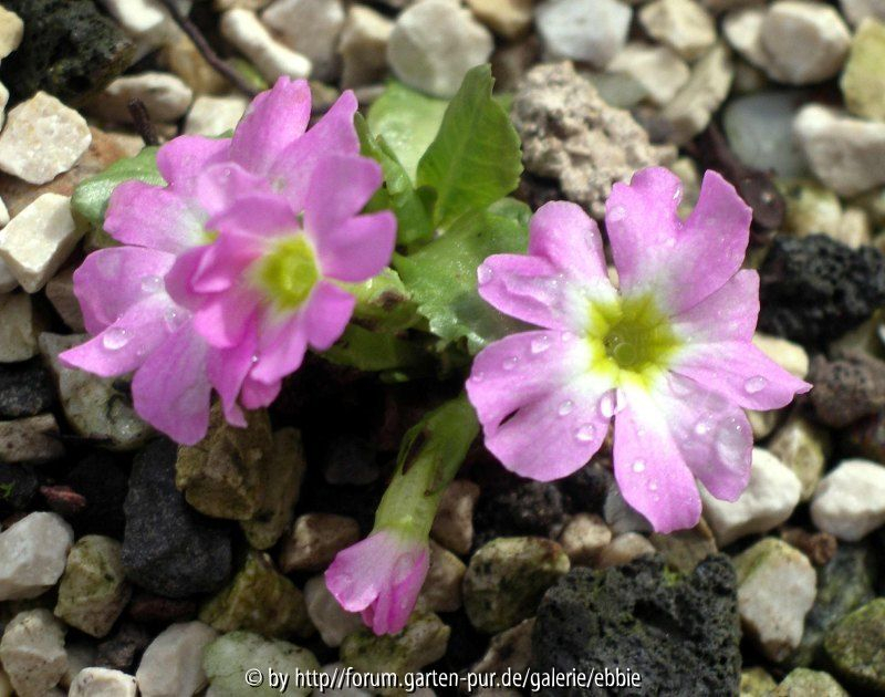 Primula warshenewskyana