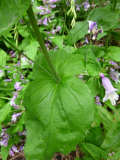 Unbekannt (3)