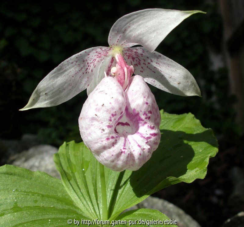 Cypripedium formosanum