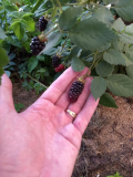 Karaka Black bald reif