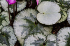 Cyclamen purpurascens Mix...Saatgut ist vergeben