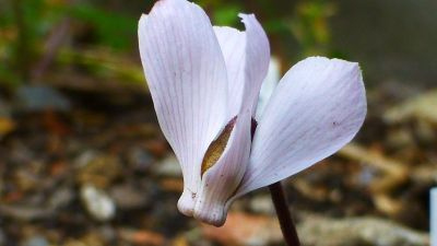 Cyclamen intaminatum APO1...Saatgut ist vergeben