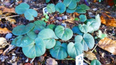 Cyclamen intaminatum APO1...Saatgut ist vergeben