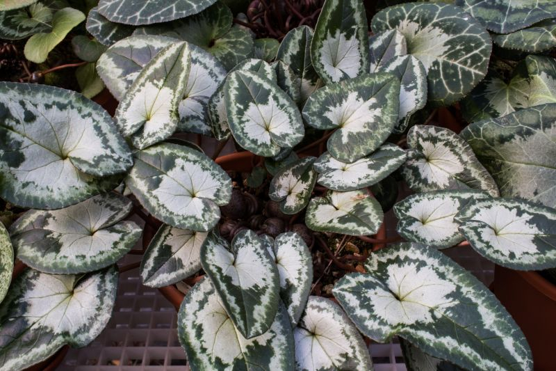 Cyclamen X whiteiae...Saatgut ist vergeben