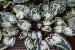 Cyclamen X whiteiae...Saatgut ist vergeben