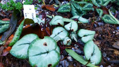 Cyclamen coum 'Silver Leaf Pewter Group' APO1...Saatgut ist vergeben