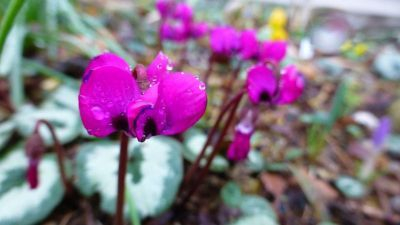 Cyclamen coum 'Silver Leaf Pewter Group' APO1...Saatgut ist vergeben