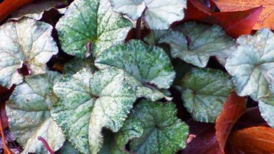 Cyclamen hederifolium 'Lysander Silver Leaf' APO1...Saatgut ist verteilt