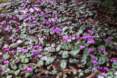 Cyclamen coum Mix...Saatgut ist vergeben