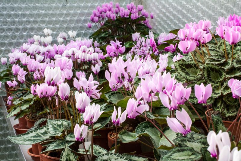 Cyclamen graecum Mix...Saatgut ist vergeben
