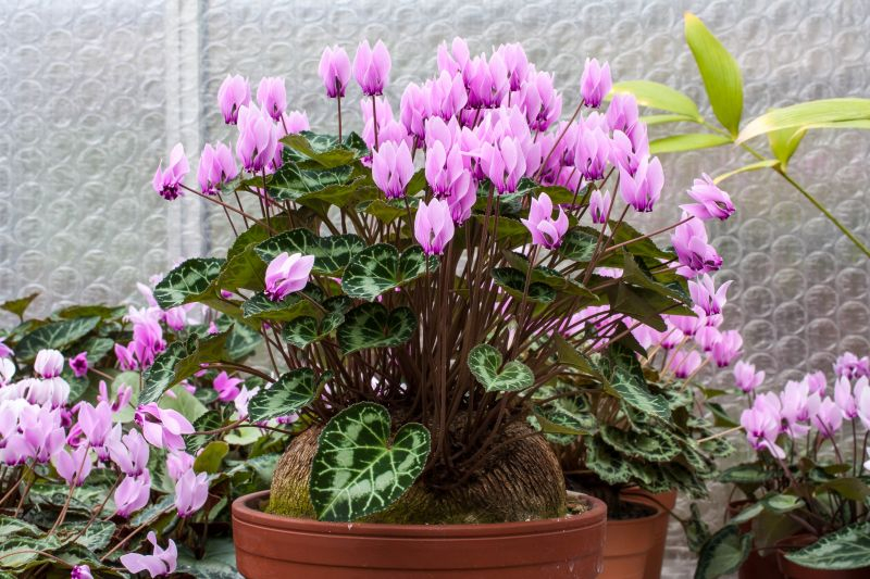 Cyclamen graecum Mix...Saatgut ist vergeben