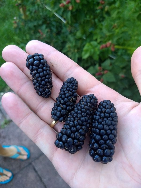 Karaka Black 2019