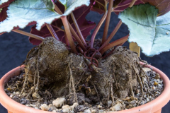 Cyclamen rohlfsianum...Saatgut ist vergeben