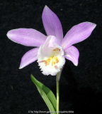 Pleione chunii