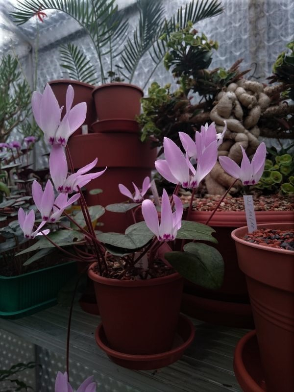 Cyclamen libanoticum...Saatgut ist vergeben