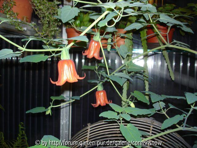 Canarina canariensis IV