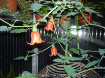 Canarina canariensis IV