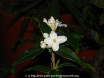 Daphne bholua 'Sir Peter'