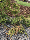Thuja krank?