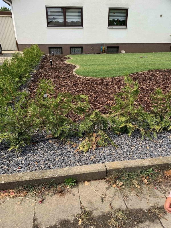 Thuja krank?