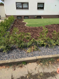 Thuja krank?