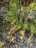 Thuja krank?