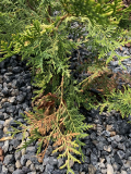 Thuja krank?