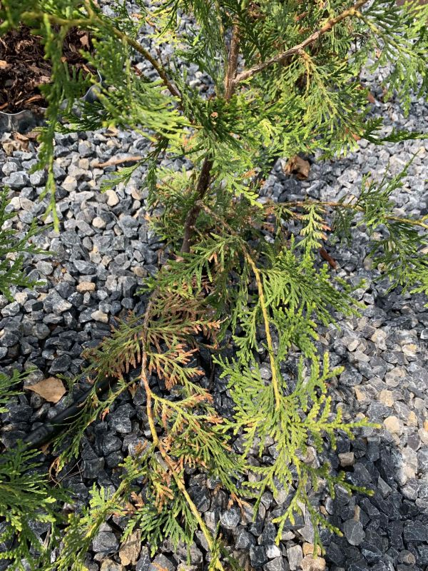 Thuja krank?